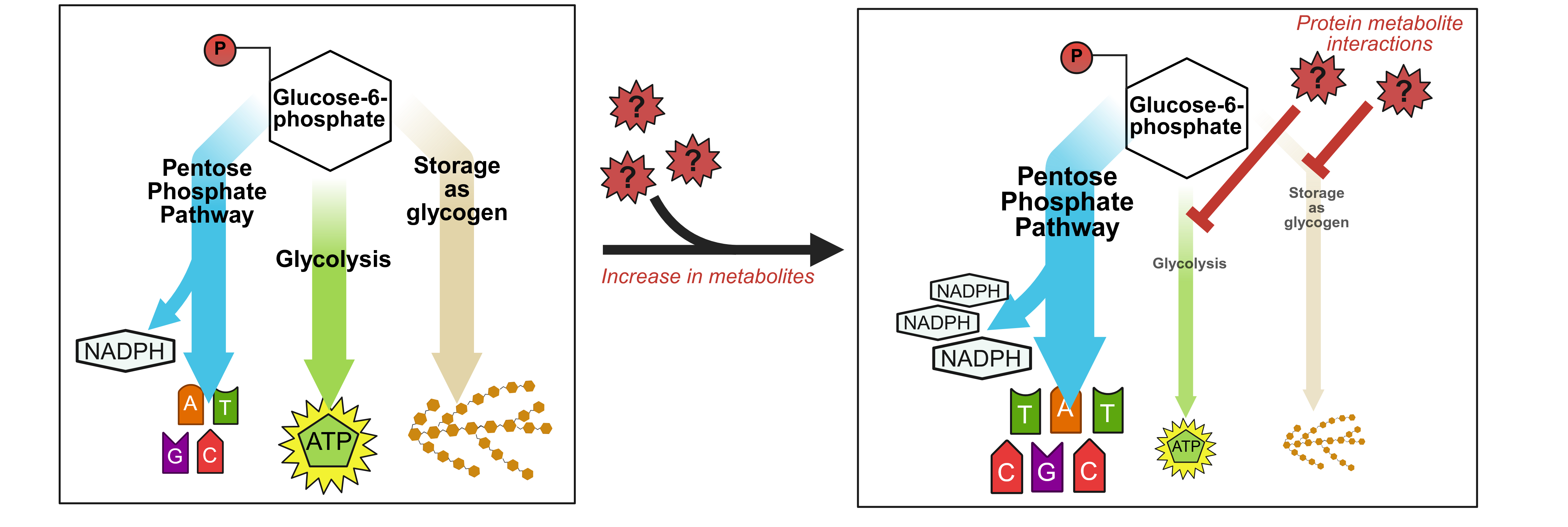 Diagram of metabolites regulating glycolysis. Metabolites cause a decrease in flux through glycolysis, and an increase in flux through the pentose phosphate pathway.